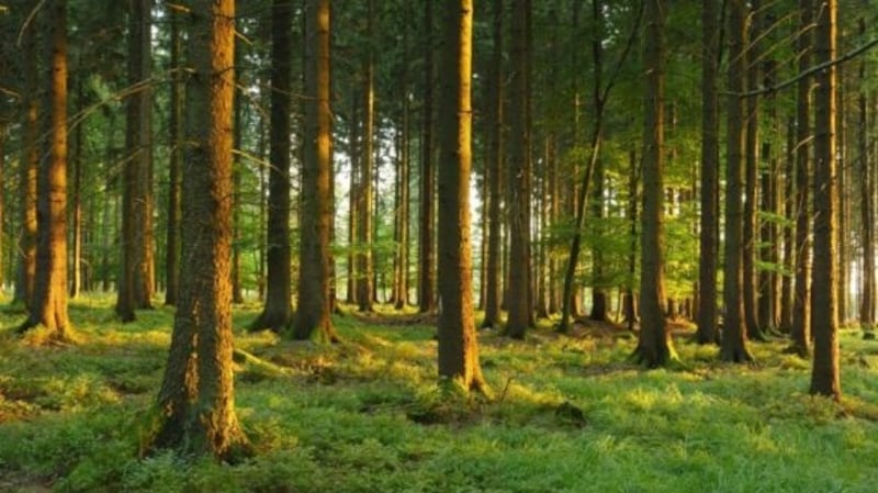 Sitka Spruce in Co Leitrim: While the spruce bark beetle has historically targeted Norway spruce, scientists are now finding it may also be able to infect Sitka spruce, the most commonly grown tree in Irish forests.