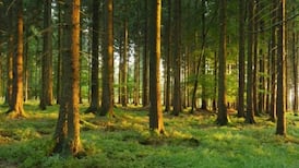 Una Mullally: Who gets the carbon credits generated by Coillte’s controversial deal?