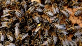 Insecticide residues found in large number of Irish honey samples
