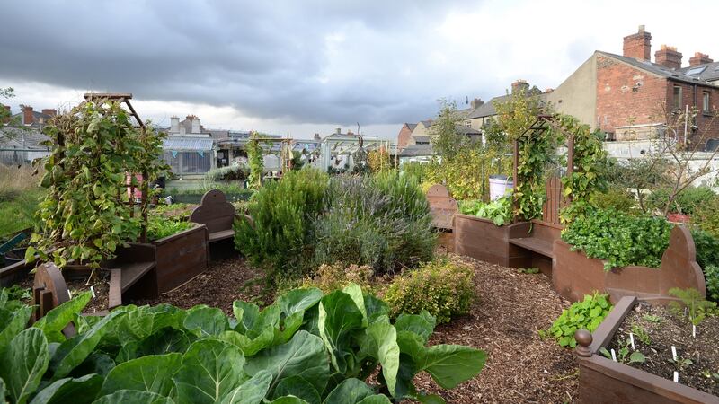 Mud Island community garden, North Strand, Dublin. Photograph: Dara Mac Dónaill