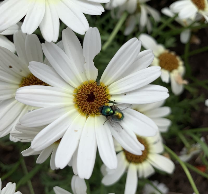 Greenbottle on flower. Photograph supplied by Norma Ryan