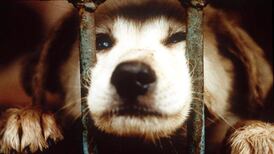 Dog wardens issued more fines last year than in past decade