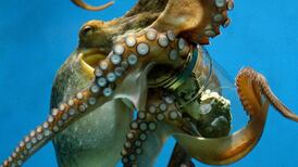 Are octopuses too intelligent to eat?