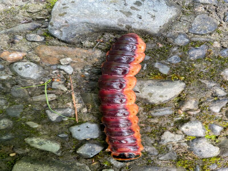 Caterpillar of the goat moth, supplied by Patrick Kelly