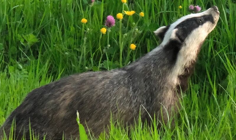 Badger