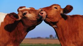 Ireland reaches new cattle export deal with Egypt