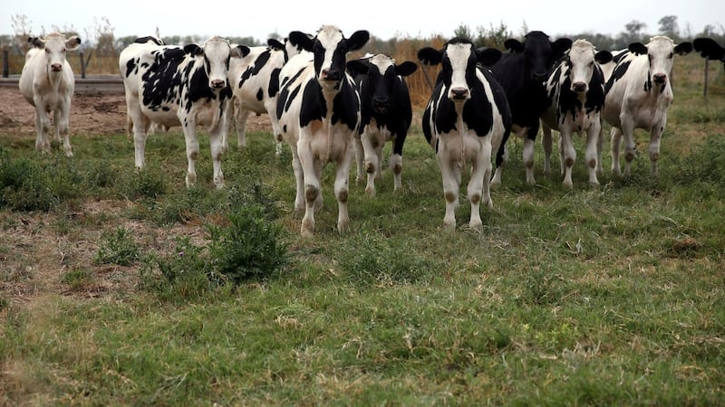 ’We’re not telling people to stop eating meat. In some places people have no other choice. But it’s obvious that in the West we’re eating far too much’. File photograph: Marcos Brindicci/Reuters