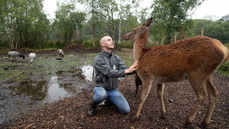 Killian McLaughlin with Fia the red deer in the Wild Ireland Sanctuary in Burnfoot, Co Donegal. Photograph: Joe Dunne