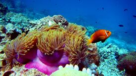 Great Barrier Reef shows 89% decline in baby coral settlement
