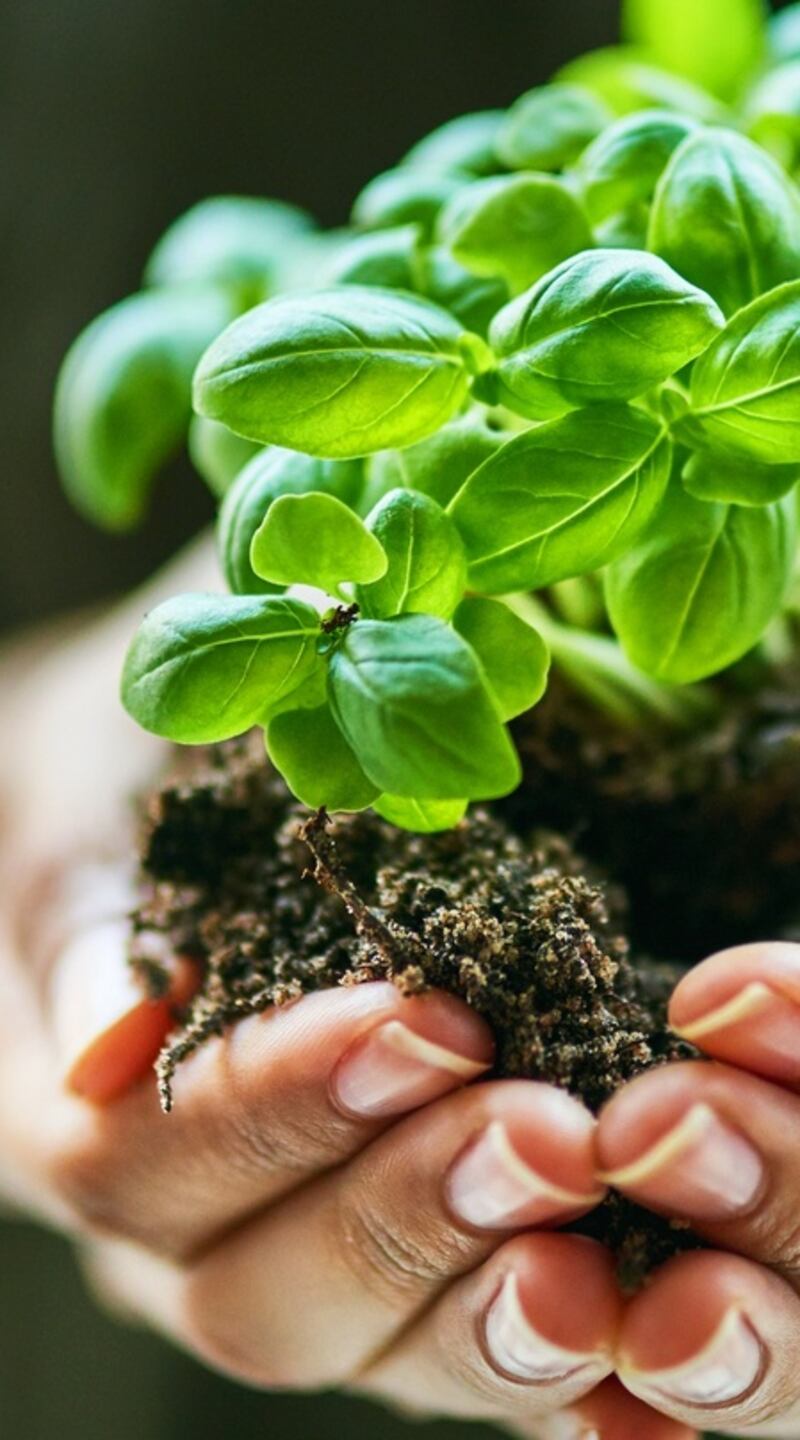 Growing plants from cuttings is a wonderfully satisfying way to grow your own plants for free.