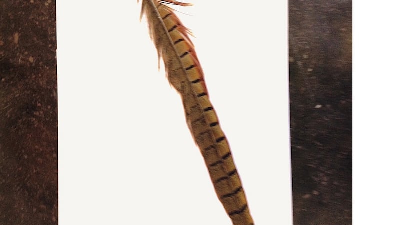 The pheasant feather Maura Neligan found in her garden