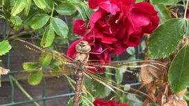What’s this dragonfly spotted on a garden rose called? Readers’ nature queries