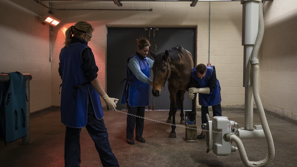 A horse is prepared for X-Ray at the Newmarket Equine Hospita. The NEH is the largest and most state-of-the-art equine hospital in Europe. On Monday night it was announced that Photo: Dan Kitwood/Getty Images
