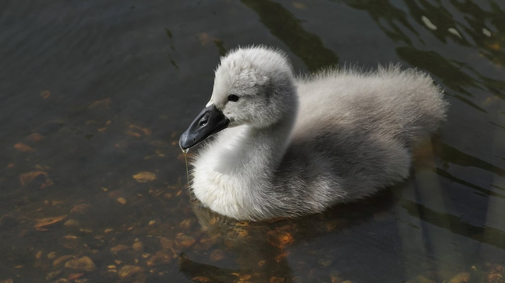 Cygnet: in the Ugly Duckling story a baby bird thinks it is a weird-looking duck but turns out to be a beautiful swan