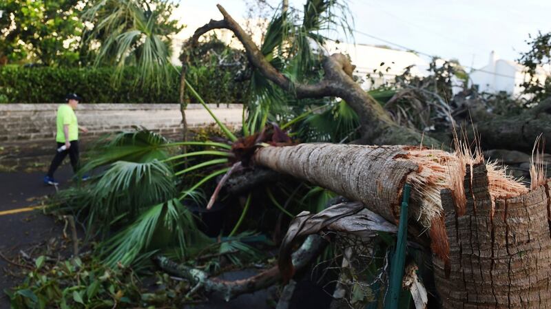 A man walks past a palm tree felled by Hurricane Humberto in the Smiths parish of Bermuda on Thursday. Photograph: Akil J Simmons/AP Photo