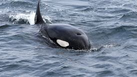 A killer whale has been taught to speak human words