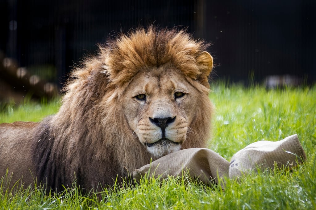 A male Barbary lion at Belfast Zoo. Photograph: Liam McBurney/PA Wire