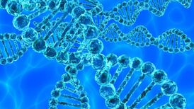 Want tall, smart kids? Then travel further to find a partner