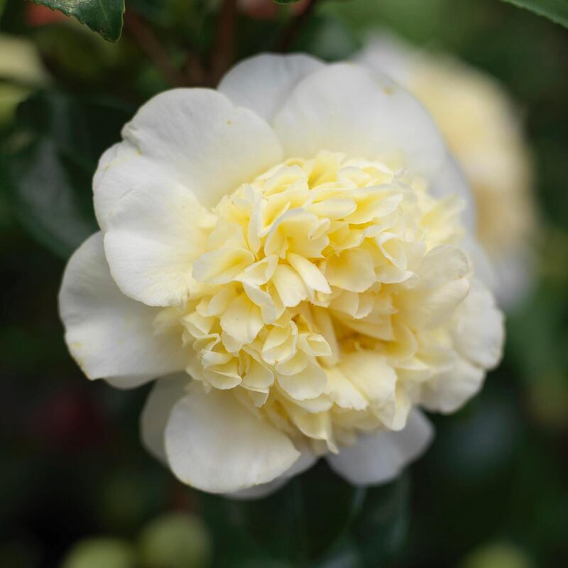 Camellia 'Brushfield's Yellow' forms a tall evergreen shrub with large double, creamy-yellow flowers from February to April Photo Credit Richard Johnston