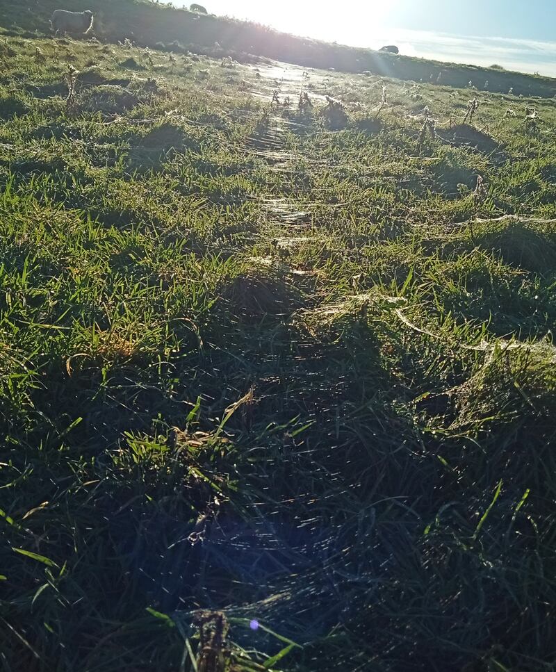 Sheet spiderwebs. Photograph supplied by Patrick Rolleston