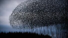 Murmurations of starlings can give us all a lift in dark January