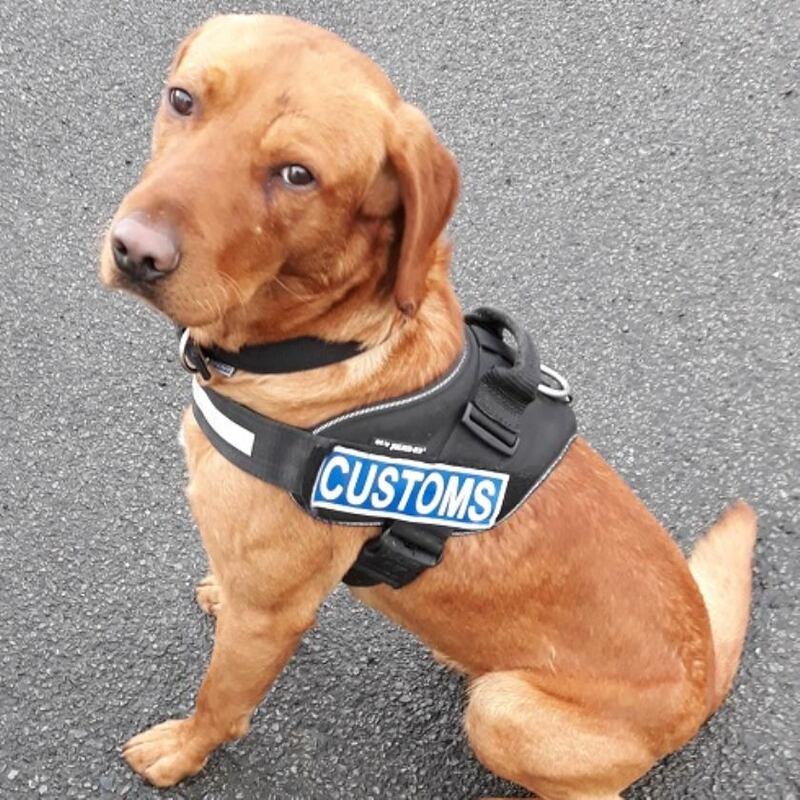 Detector dog James. Photograph: Revenue Customs Service
