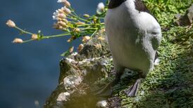 Razorbills strike back after Star Wars takeover of Skellig Michael