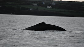 Humpback whale spotted in Irish river for the first time