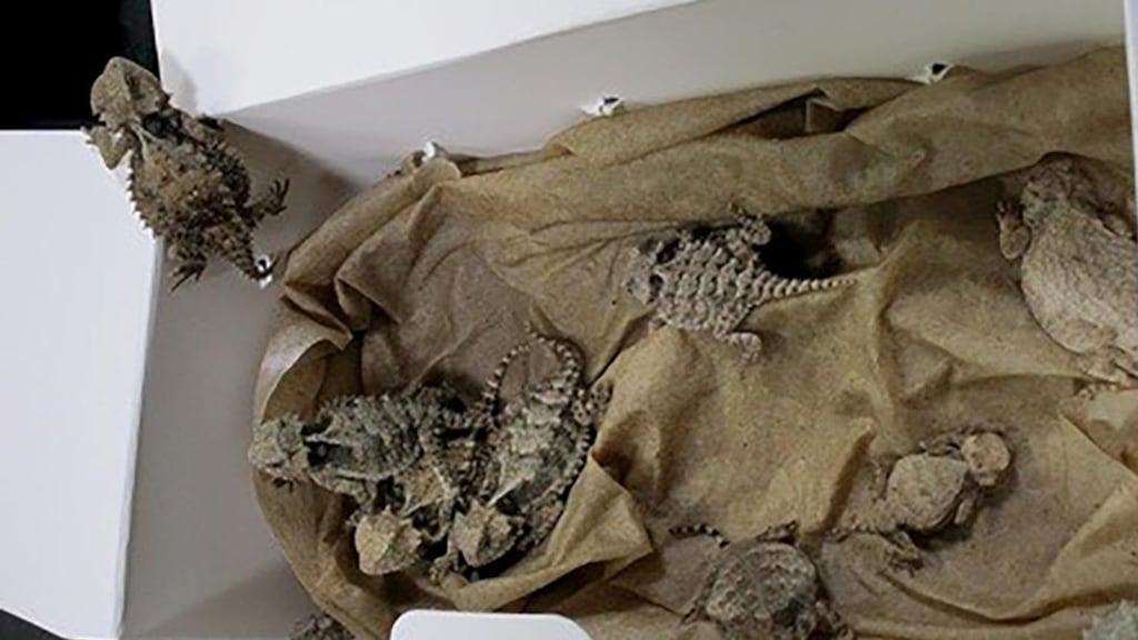 Horned lizards found during an alleged smuggling attempt at the San Diego border. Photograph: US Customs and Border Protection via AP