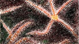 Ireland’s rocks remarkably rich in evidence of ancient sea life