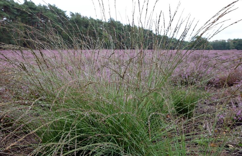 Molinia caerulea: Garden designers love to use this supremely hardy, deciduous, long-flowering perennial. Photograph: Rini Kools/iStock