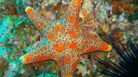 Marine reserves work as they protect the oldest and largest animals