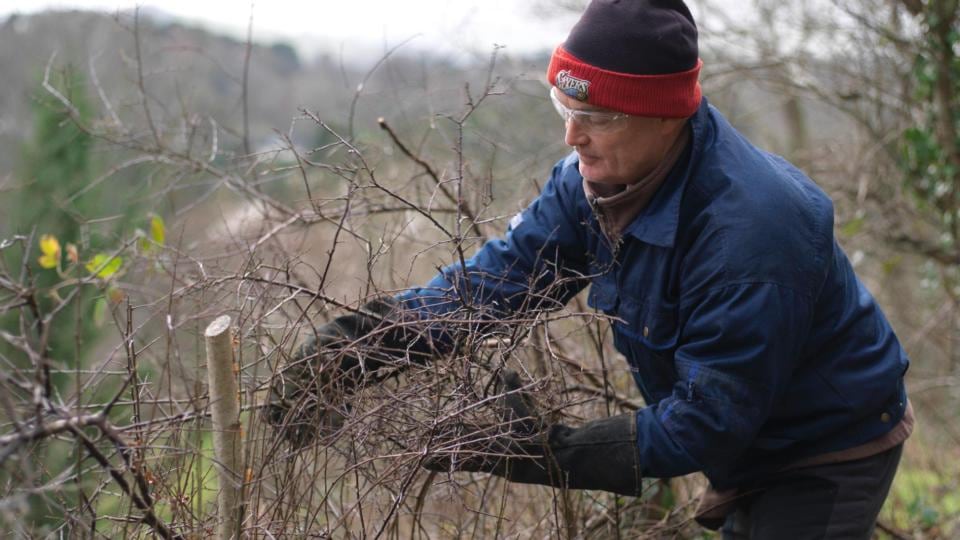 Mark McDowell weaves blackthorn branches through hazel rods used to support the freshly laid hedge. Photograph: Richard Johnston