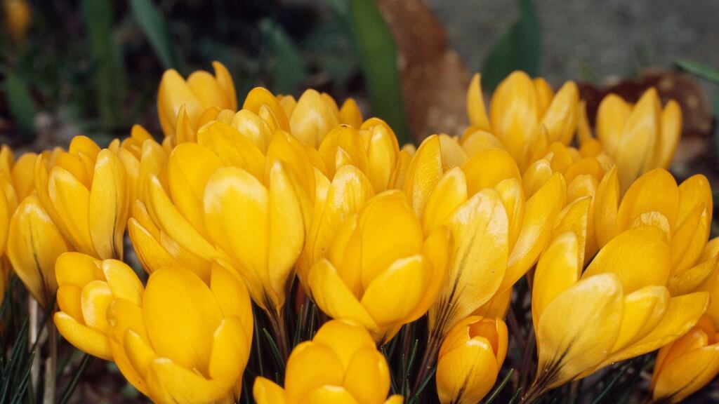 The crocuses will bloom in January, around the time of Holocaust Memorial Day, on January 27th. Photograph: Getty Images