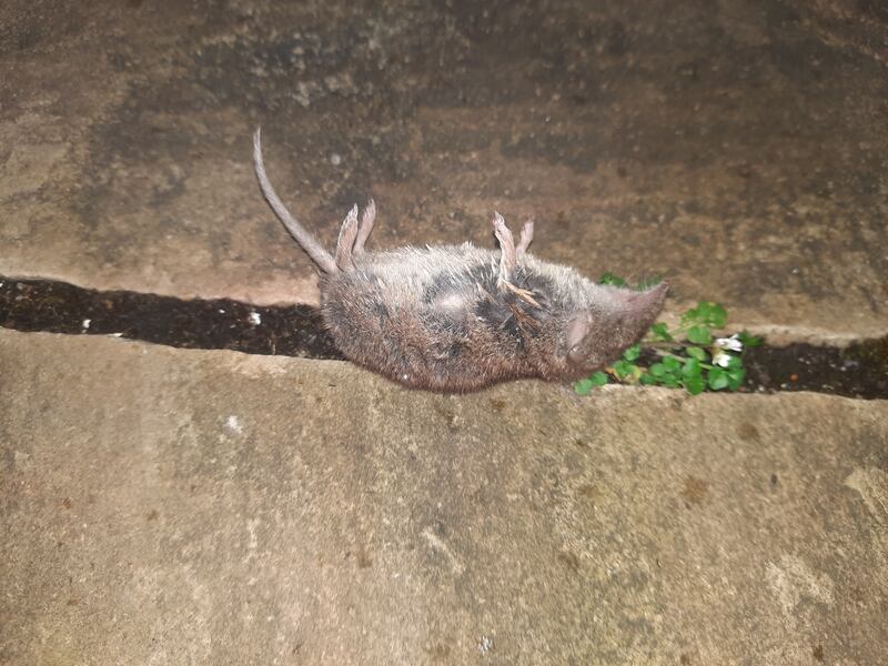 The white-toothed shrew, first recorded here in 2008, is larger than the pygmy shrew. Photograph: Patrick Timmins
