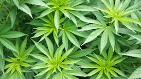 Two men remanded on bail after seizure of drugs worth €110,000 in Cork