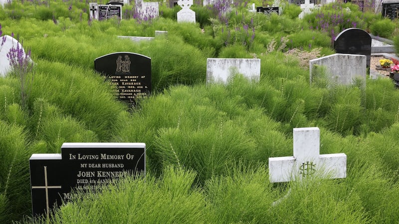 Deansgrange Cemetery, which “has been inundated by an invasive plant known as Mare’s Tail”, on Thursday afternoon. Photograph: Nick Bradshaw/The Irish Times