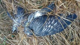 Investigation after protected hen harrier shot dead in Kerry