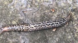 What is this slug on our patio? Readers’ nature queries
