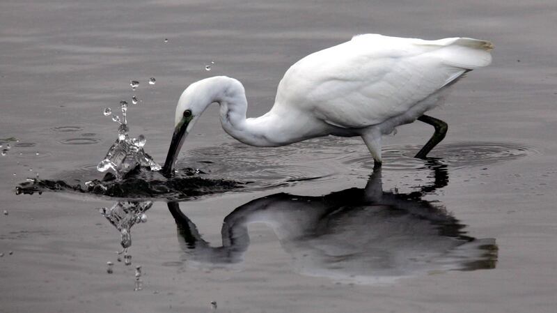 The little egret was not present in Ireland at all when the Irish Wetland Bird Survey began in 1994 but now there are a minimum of 1,400 counted here annually. Photograph: Cyril Byrne
