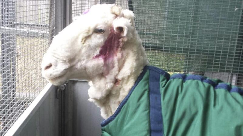 Chris the sheep seen lamenting his shaven coat post-shear. Photograph: EPA