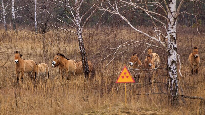 Wild Przewalski’s horses, a rare breed whose population has grown rapidly within Chernobyl’s 30km protection zone. Photograph: Getty