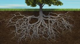 Irish Roots: a fine fellowship of genealogists