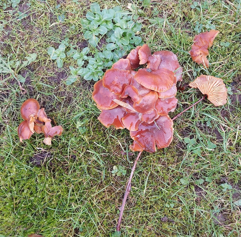 Velvet shank Flammulina velutipes. Photograph supplied by Frank Curran