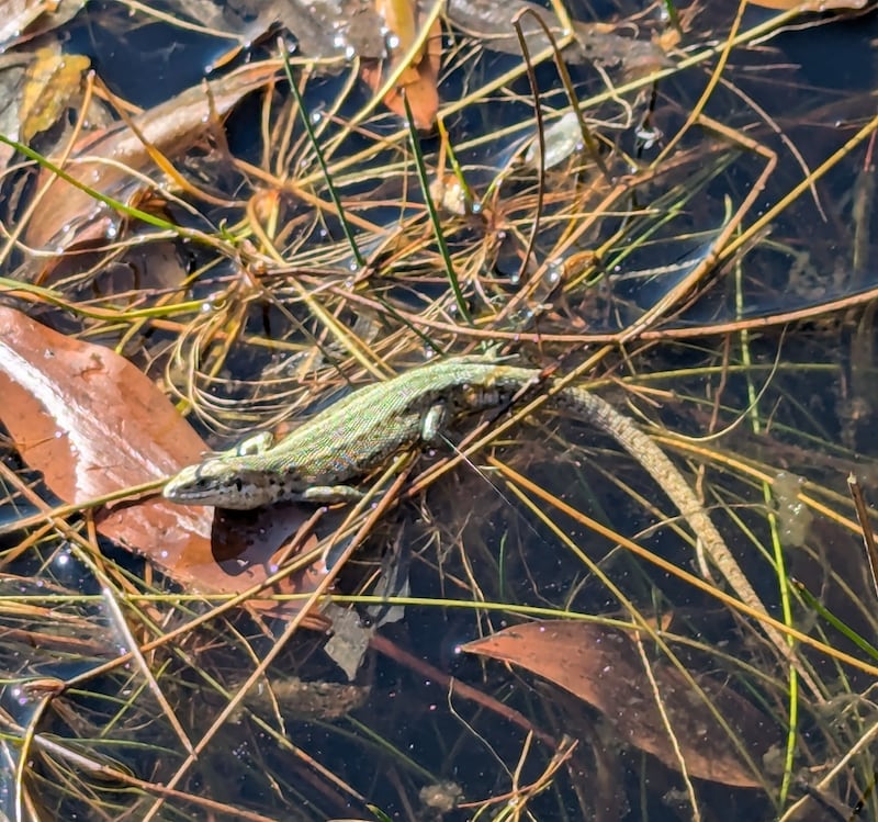 Common lizard. Photograph supplied by Eileen Dennison