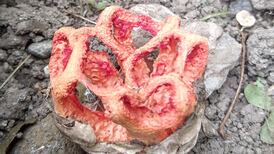 What is this object I spotted in my vegetable patch? Readers’ nature queries
