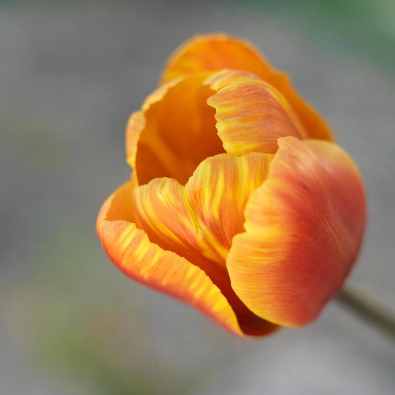 Tulip ‘Cairo’. Photograph: Richard Johnston