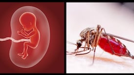 Zika virus ‘can replicate’ in foetal brains and after birth