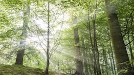 Supplies of timber to build new homes in danger of drying up