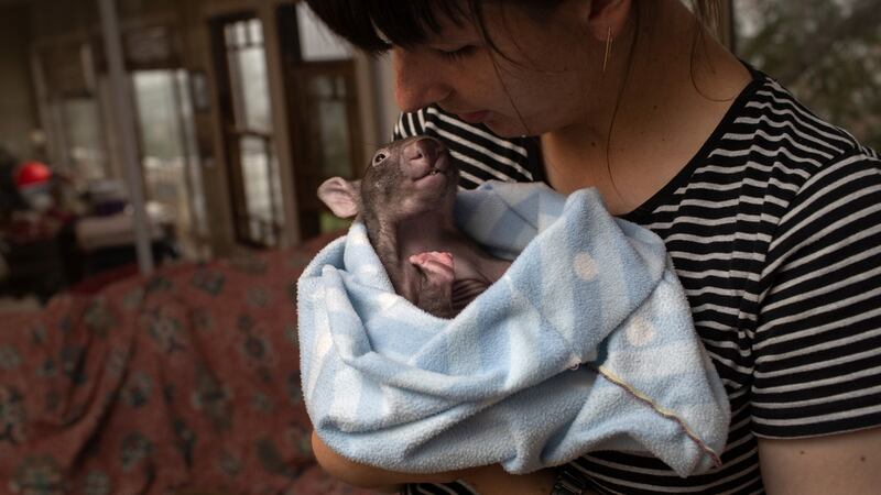 A volunteer holds a four-month-old orphaned wombat named Xena at the Majors Creek Wombat Refuge in Majors Creek, Australia. Many wombats survived the recent bushfires by staying in their underground burrows. Photograph: John Moore/Getty Images